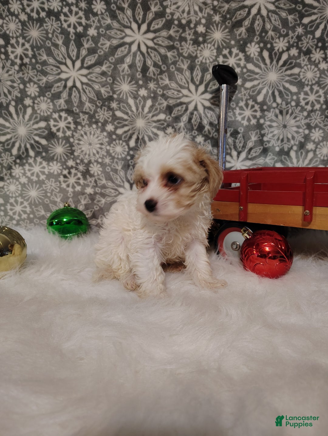 Maltipoo dogs for sale: Leo - Ad 8