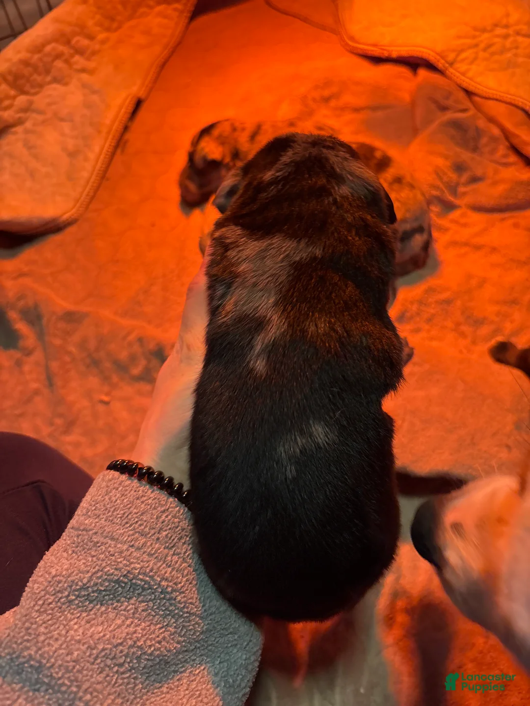 Mixed Breed dogs for sale: Mixed Breed Puppy 3 - Ad 2