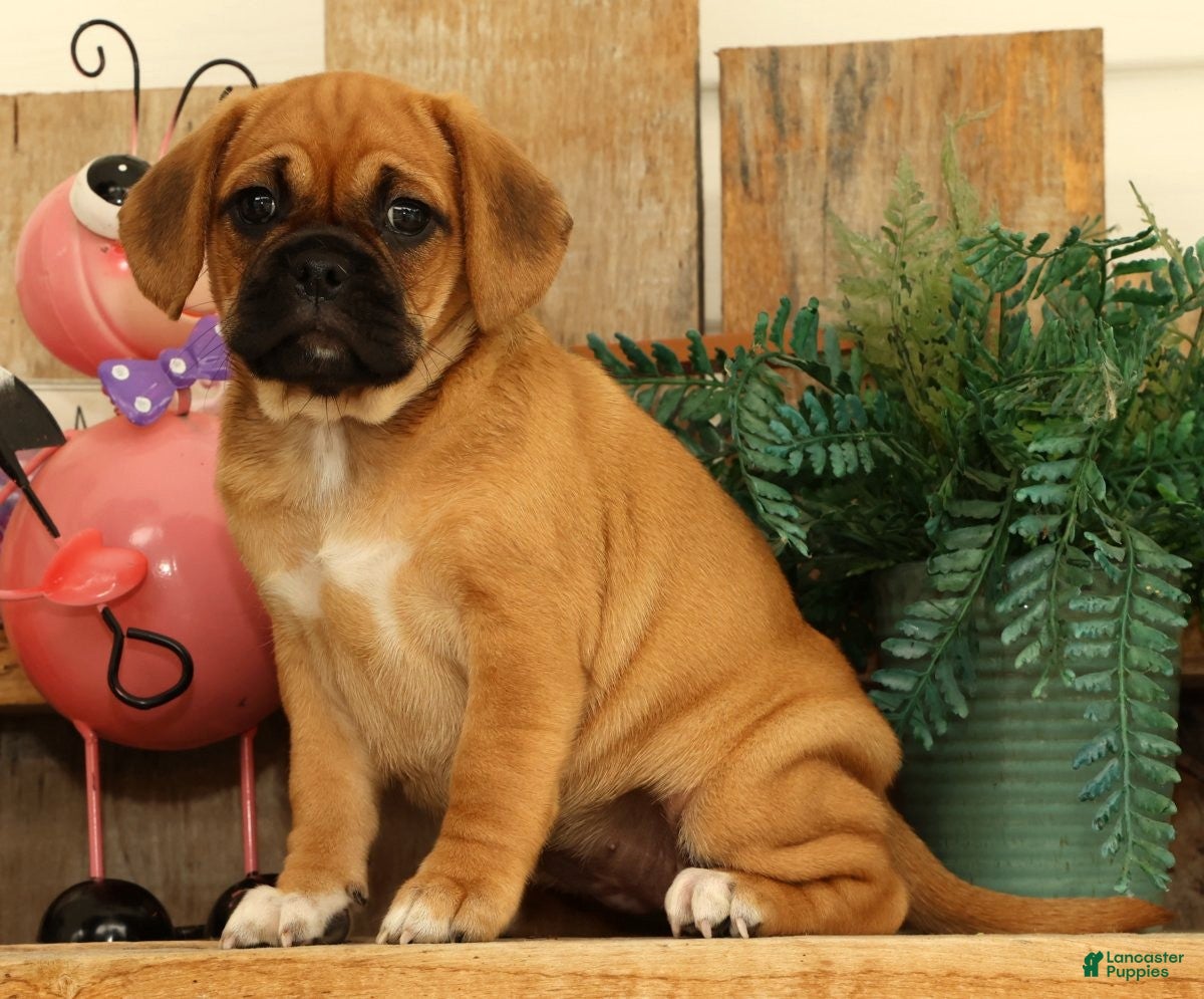 Puggle dogs Astrid - Ad 2