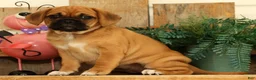 Puggle dogs for sale: Astrid - Ad 2