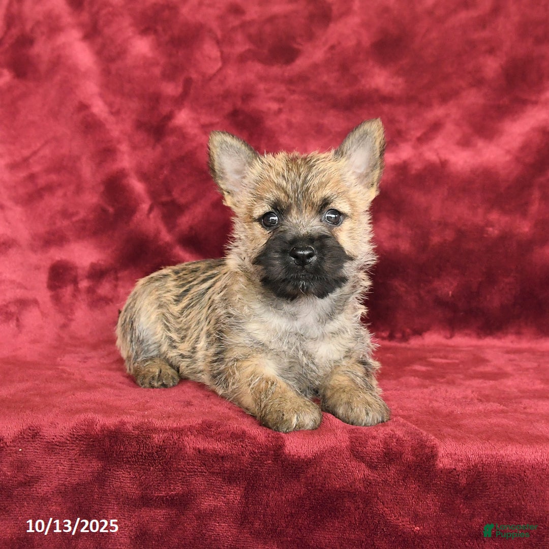 Cairn Terrier Puppies for sale in Pennsylvania Lancaster Puppies