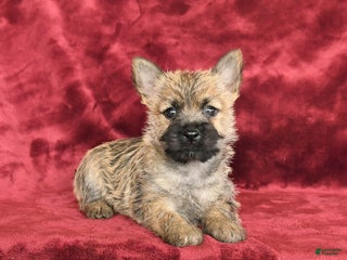 Cairn Terrier dogs - Ad 6