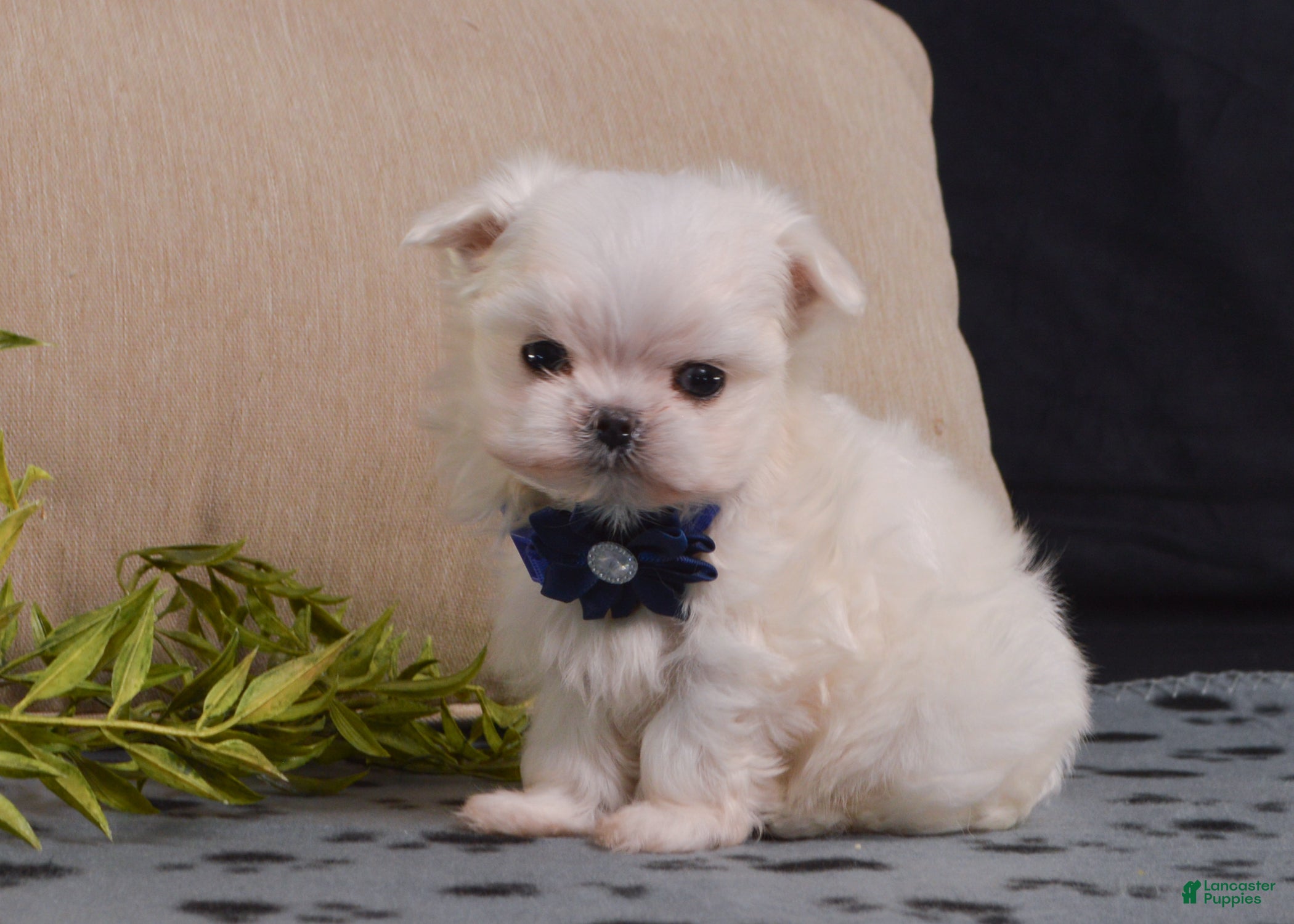 Maltese dogs Snowball - Ad 1