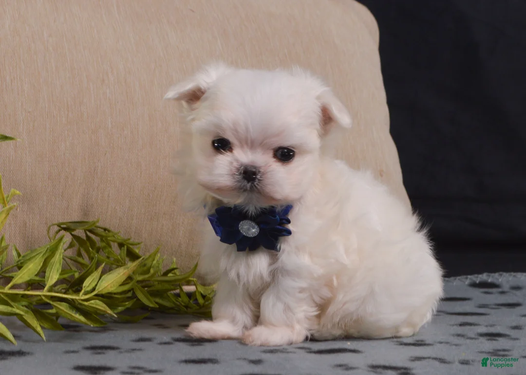Maltese dogs for sale: Snowball - Ad 1