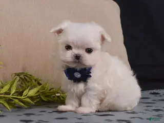 Maltese dogs for sale: Snowball - Ad 1