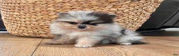 Pomeranian dogs for sale: Peanut - Ad 3
