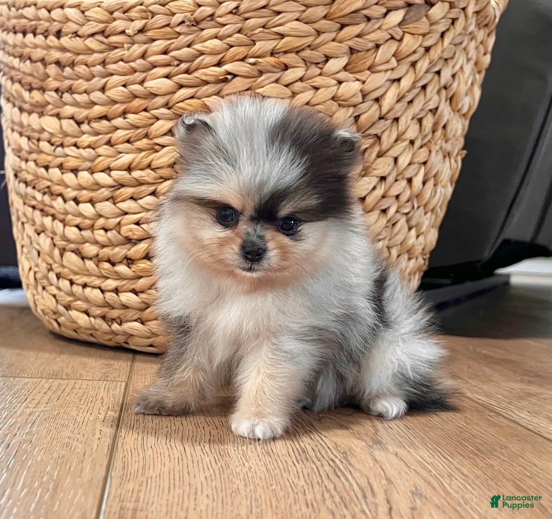 Pomeranian dogs for sale: Peanut - Ad 3