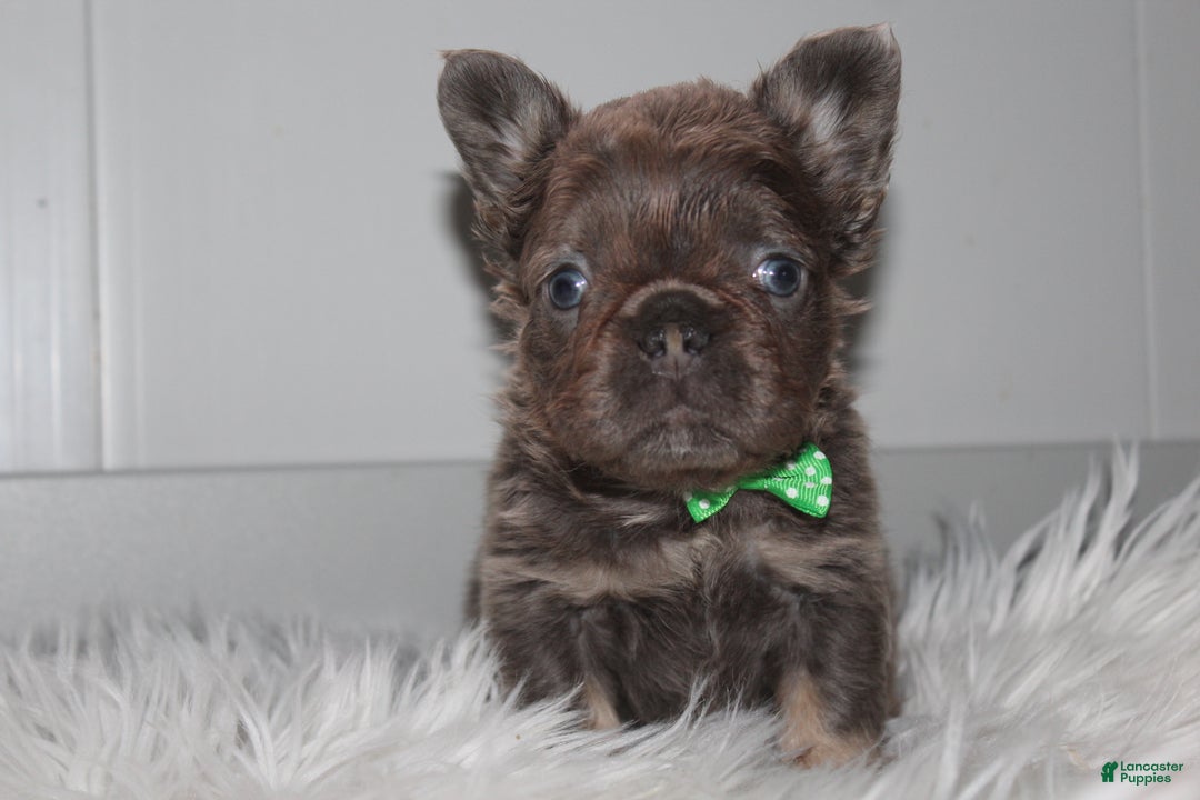 French Bulldog dogs for sale: French Bulldog Puppy 1 - Ad 5
