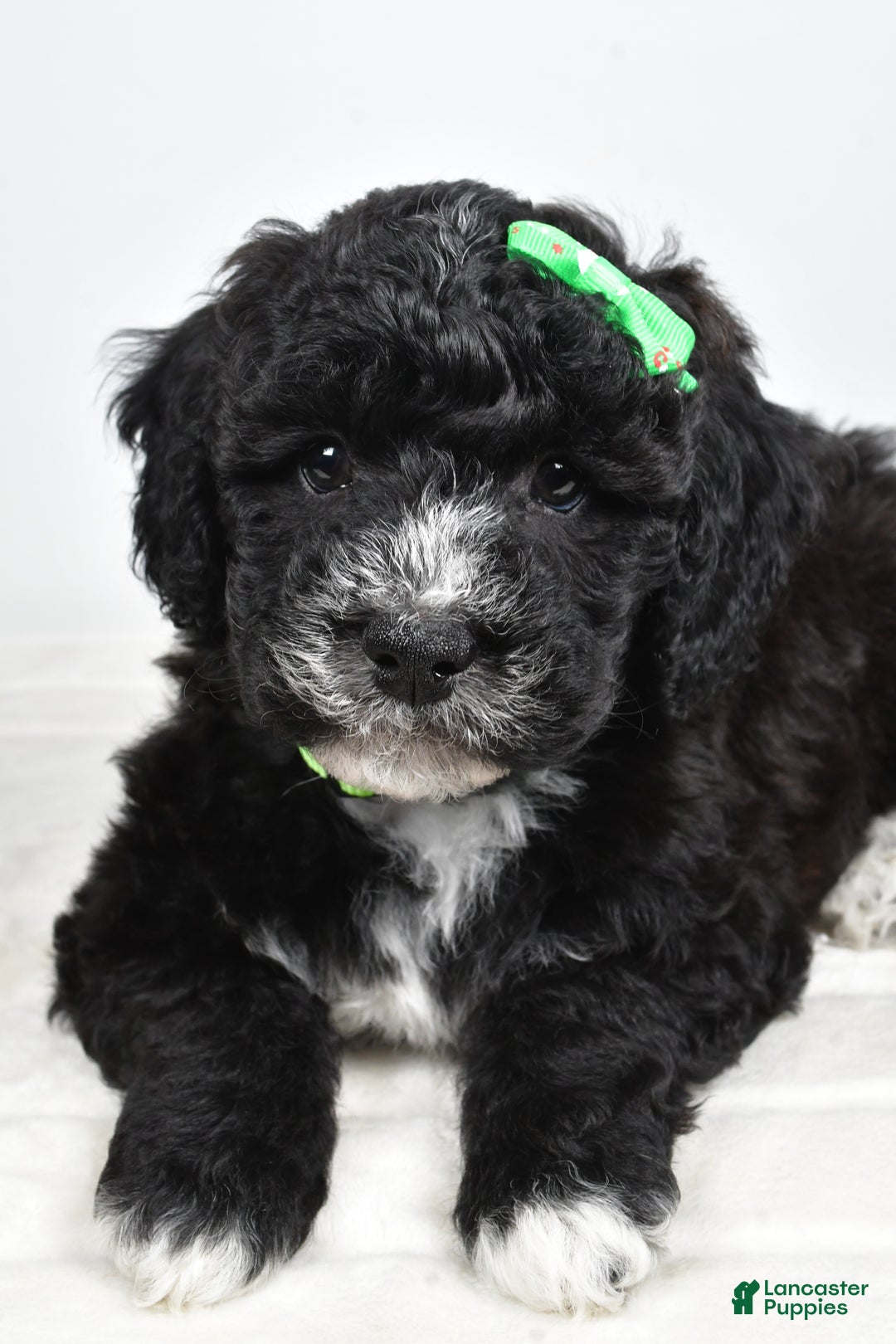 Mini Goldendoodle dogs for sale: Ace - Ad 8