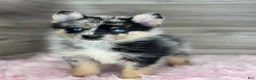 Pomsky dogs for sale: Savannah - Ad 2