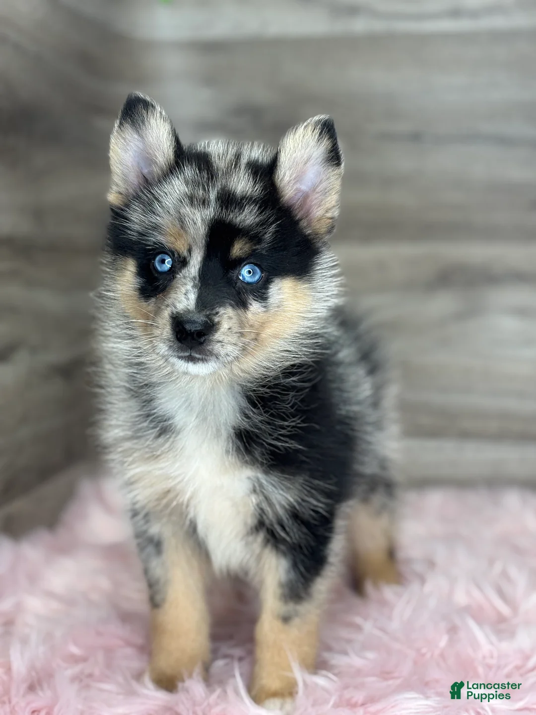 Pomsky dogs for sale: Savannah - Ad 2