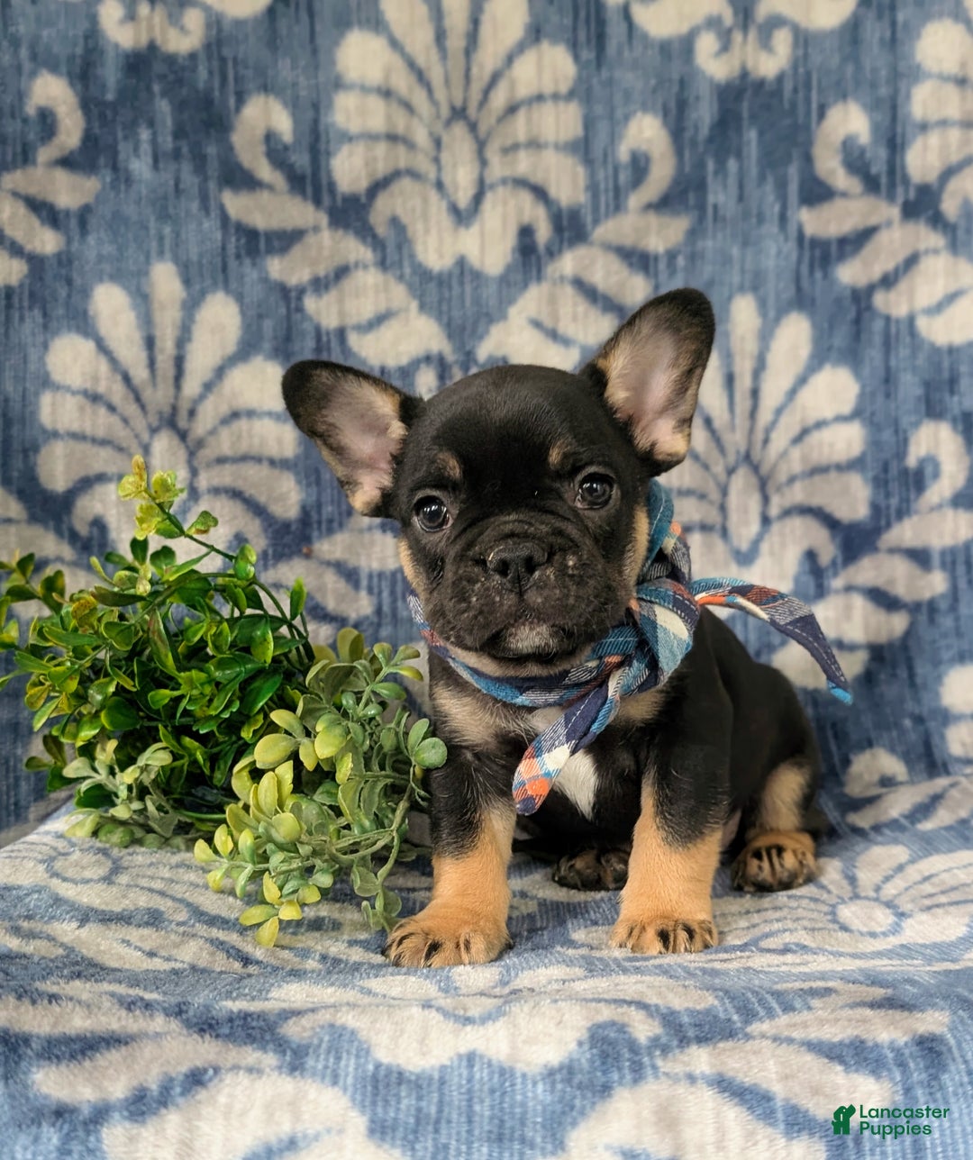 French Bulldog dogs for sale: Nadia - Ad 36