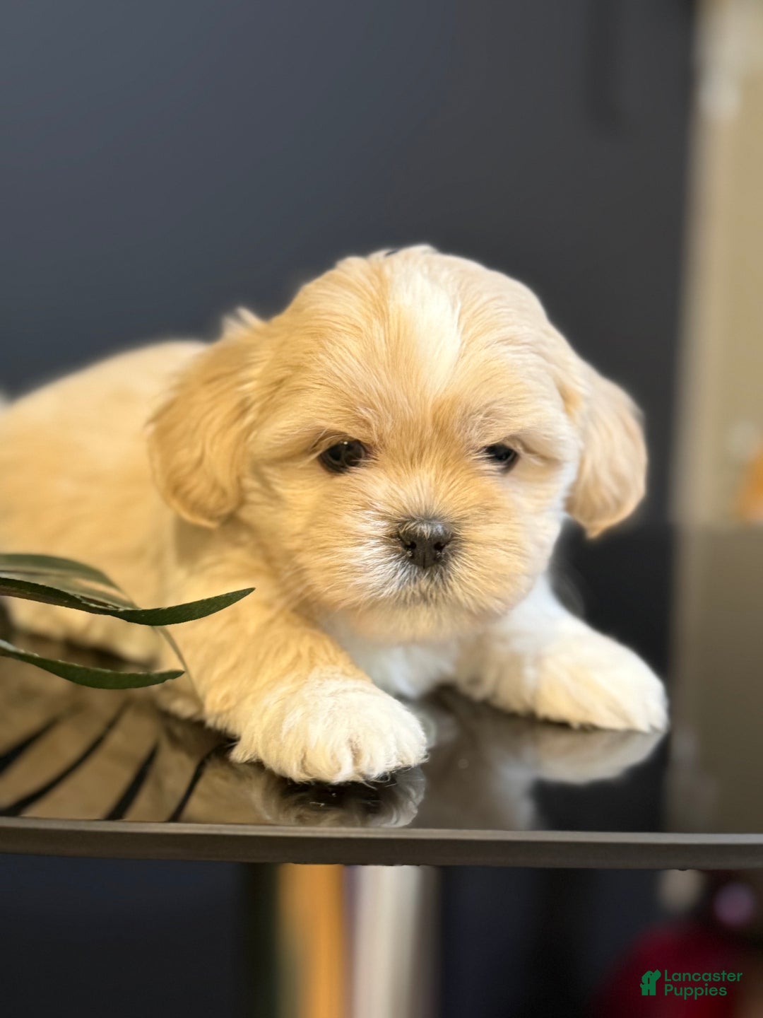 Shihpoo dogs for sale: Butterscotch  - Ad 2