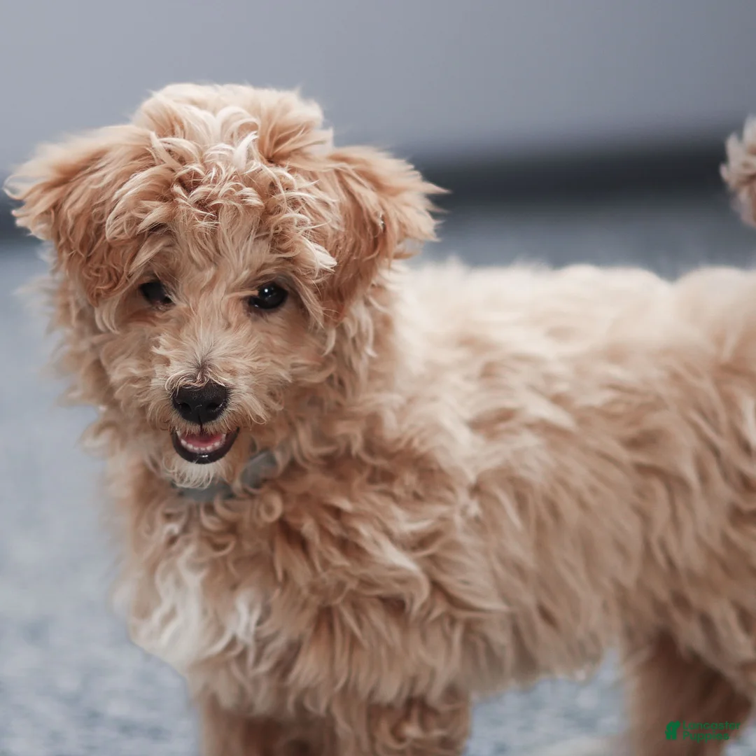 Maltipoo dogs for sale: Tucker Maltipoo Puppy  - Ad 2