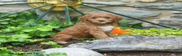 Mini Goldendoodle dogs for sale: Sailor - Ad 2