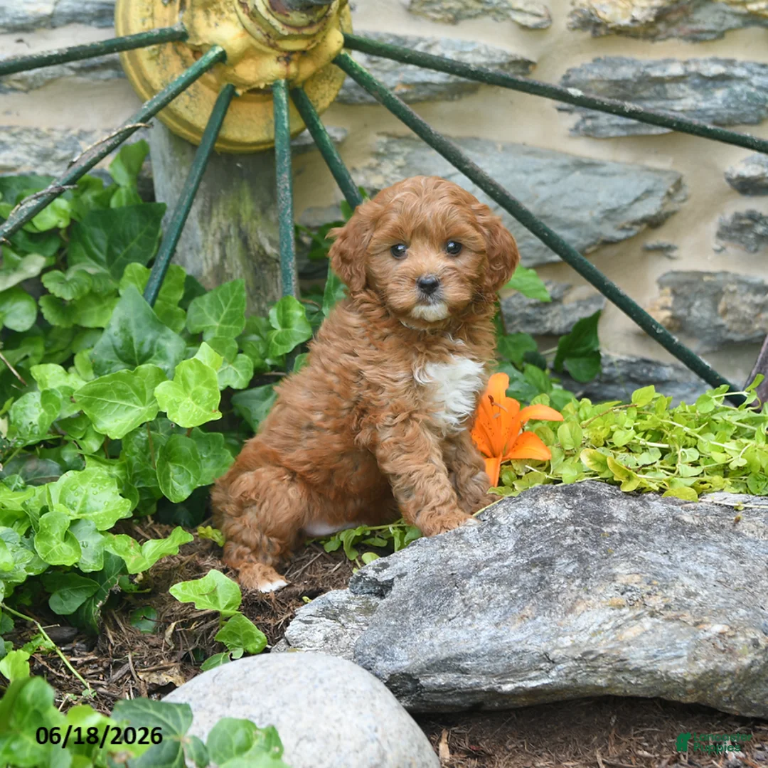 Mini Goldendoodle dogs for sale: Sailor - Ad 2