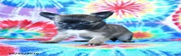 Mixed Breed dogs for sale: Mocha - Ad 5