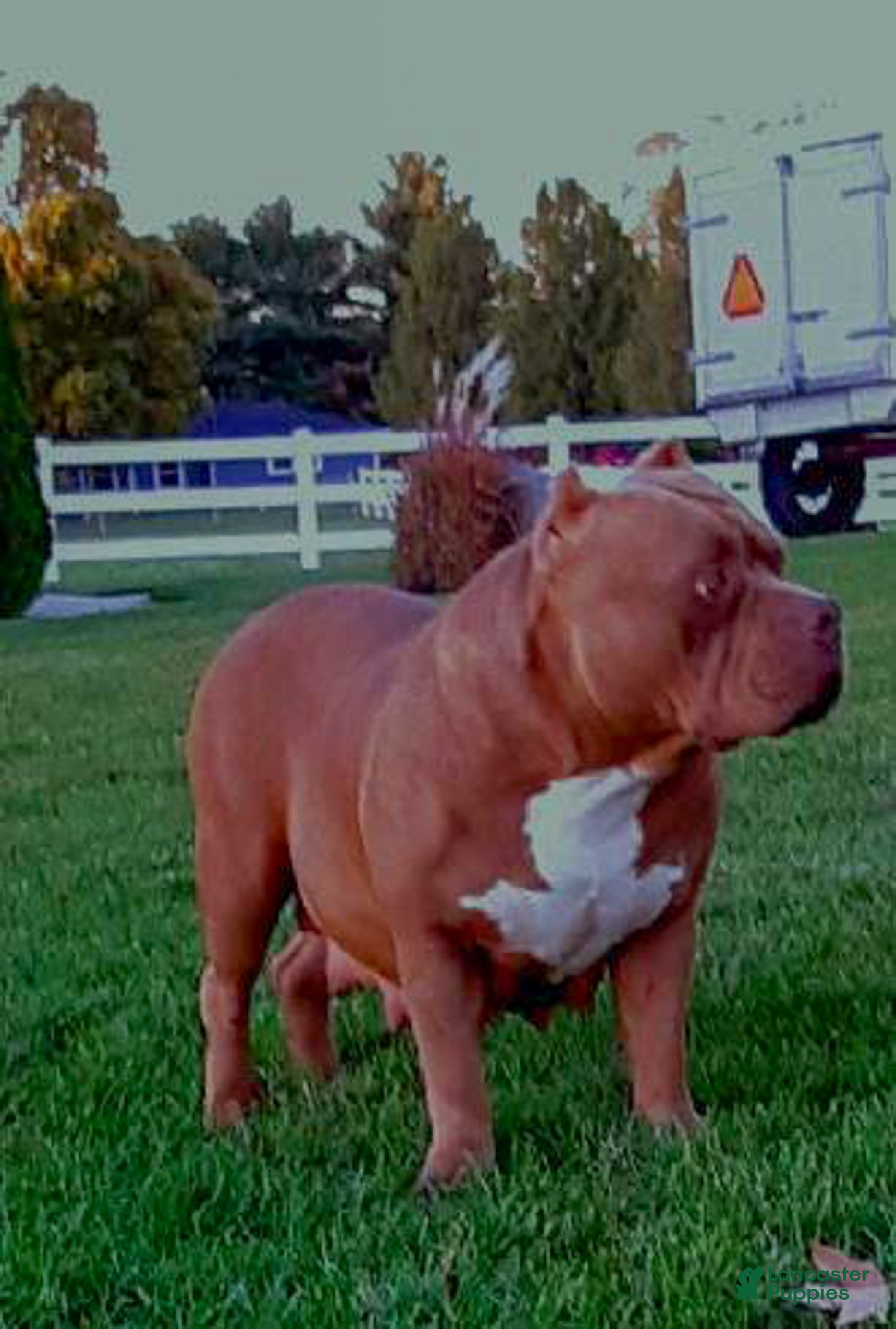 American Bully dogs Primetime Penny - Ad 9