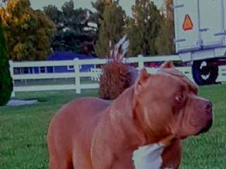 American Bully dogs Primetime Penny - Ad 9