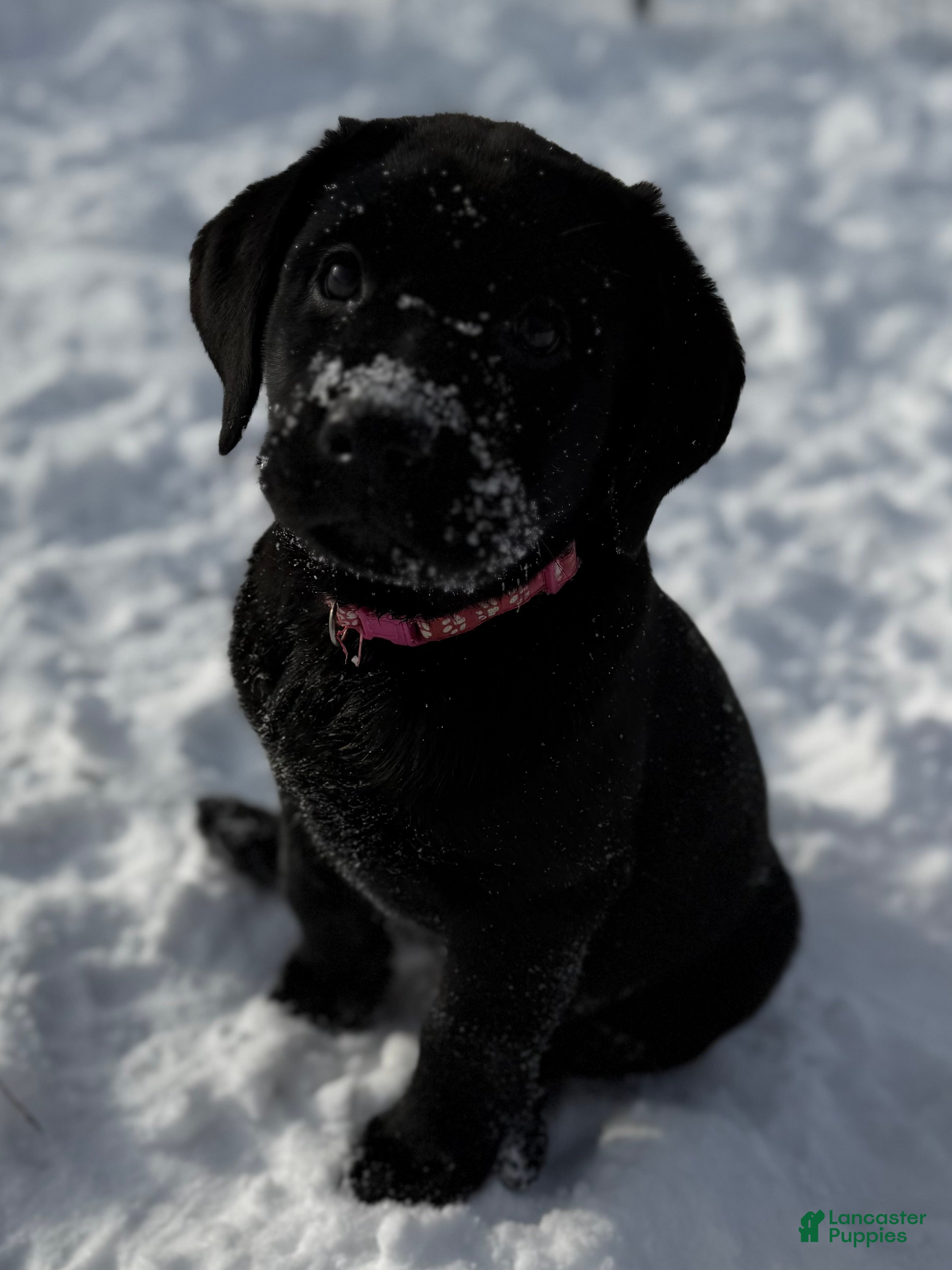 Labrador Retriever dogs Labrador Retriever Puppy RITA  - Ad 17