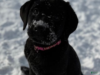 Labrador Retriever dogs Labrador Retriever Puppy RITA - Ad 17