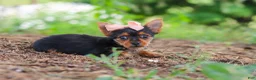 Yorkshire Terrier dogs for sale: Ellie - Ad 4