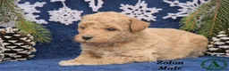 Mini Goldendoodle dogs for sale: Zolon - Ad 3