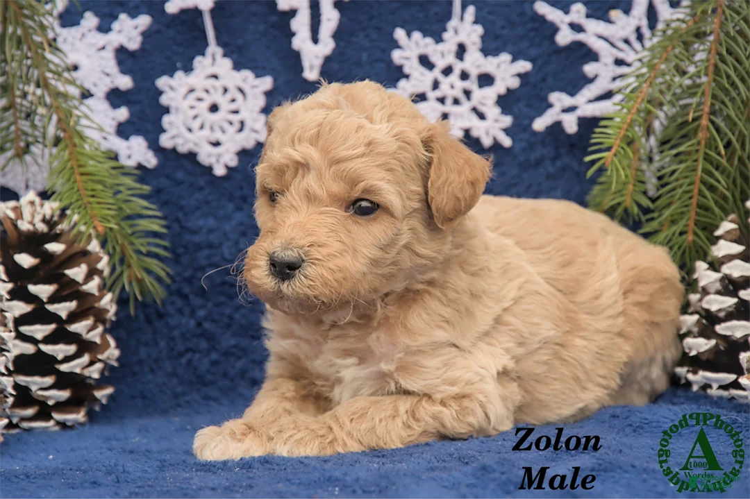 Mini Goldendoodle dogs for sale: Zolon - Ad 3