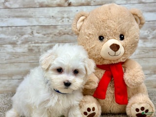 Maltese dogs - Ad 28