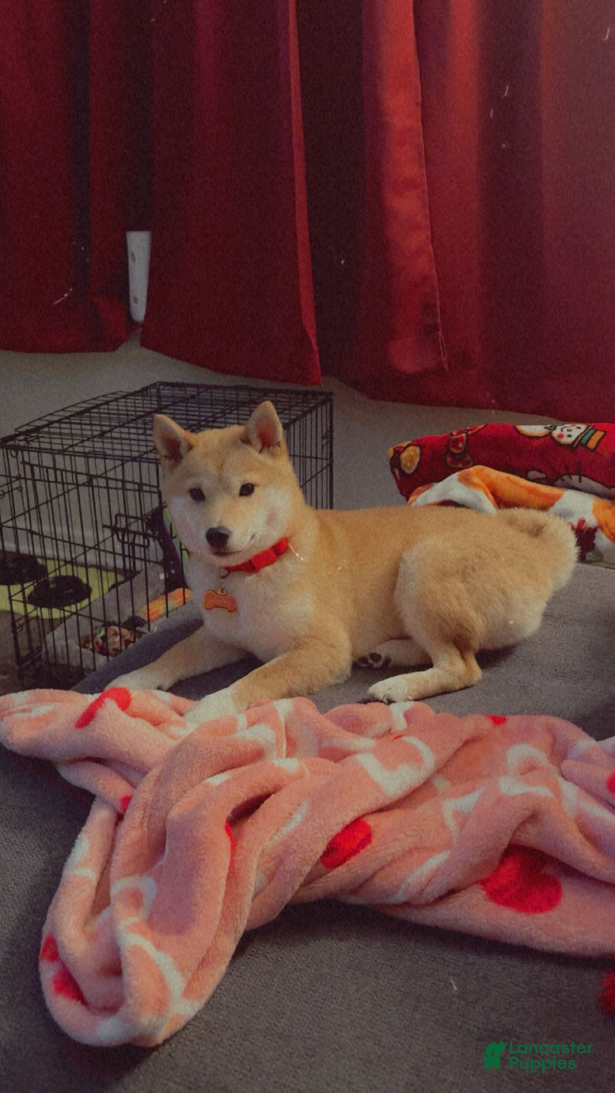Shiba Inu dogs Shiba Inu 1 - Ad 37