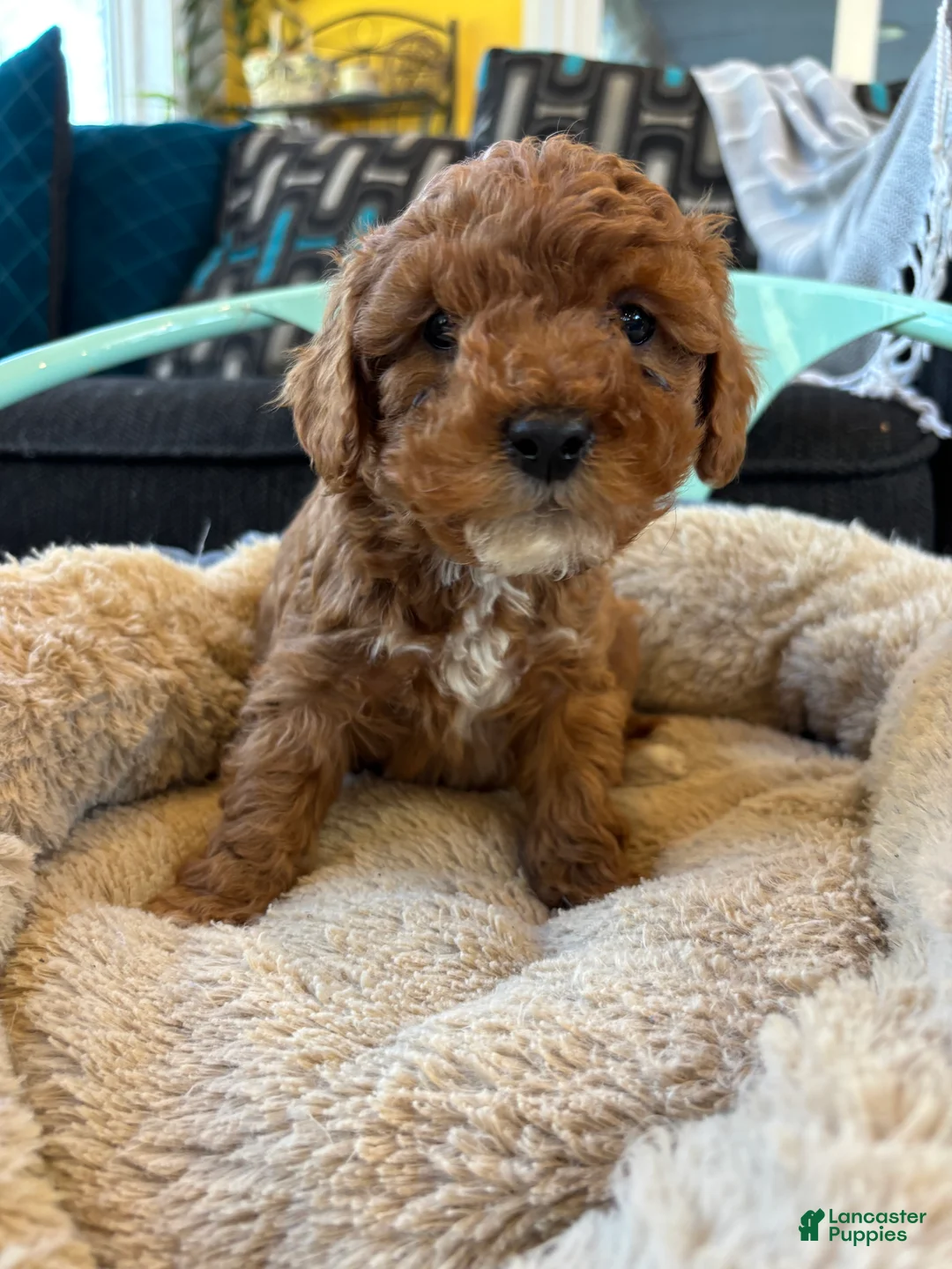 Cavapoo dogs for sale: Bobby - Ad 1