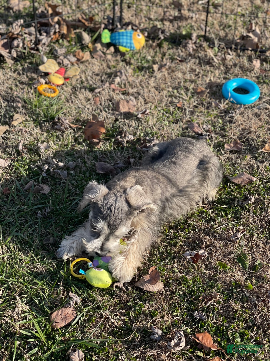 Miniature Schnauzer dogs for sale: Miniature Schnauzer Puppy 1 - Ad 3