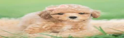 Toy Poodle dogs for sale: Elsie AKC - Ad 4