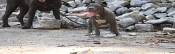 American Bully dogs for sale: Venus - Ad 11
