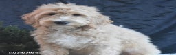Goldendoodle dogs for sale: Gavin - Ad 4