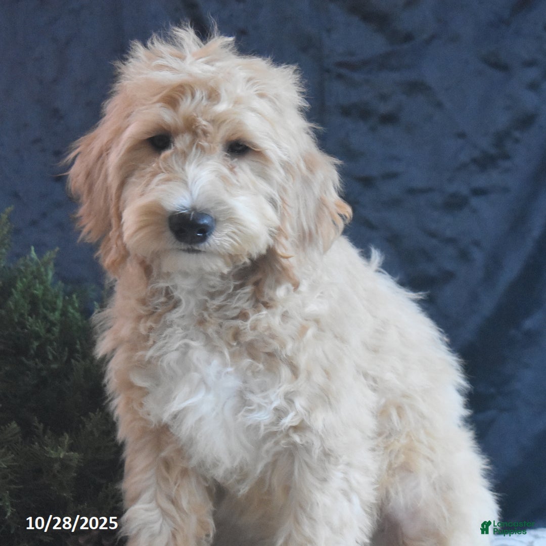 Goldendoodle dogs for sale: Gavin - Ad 4