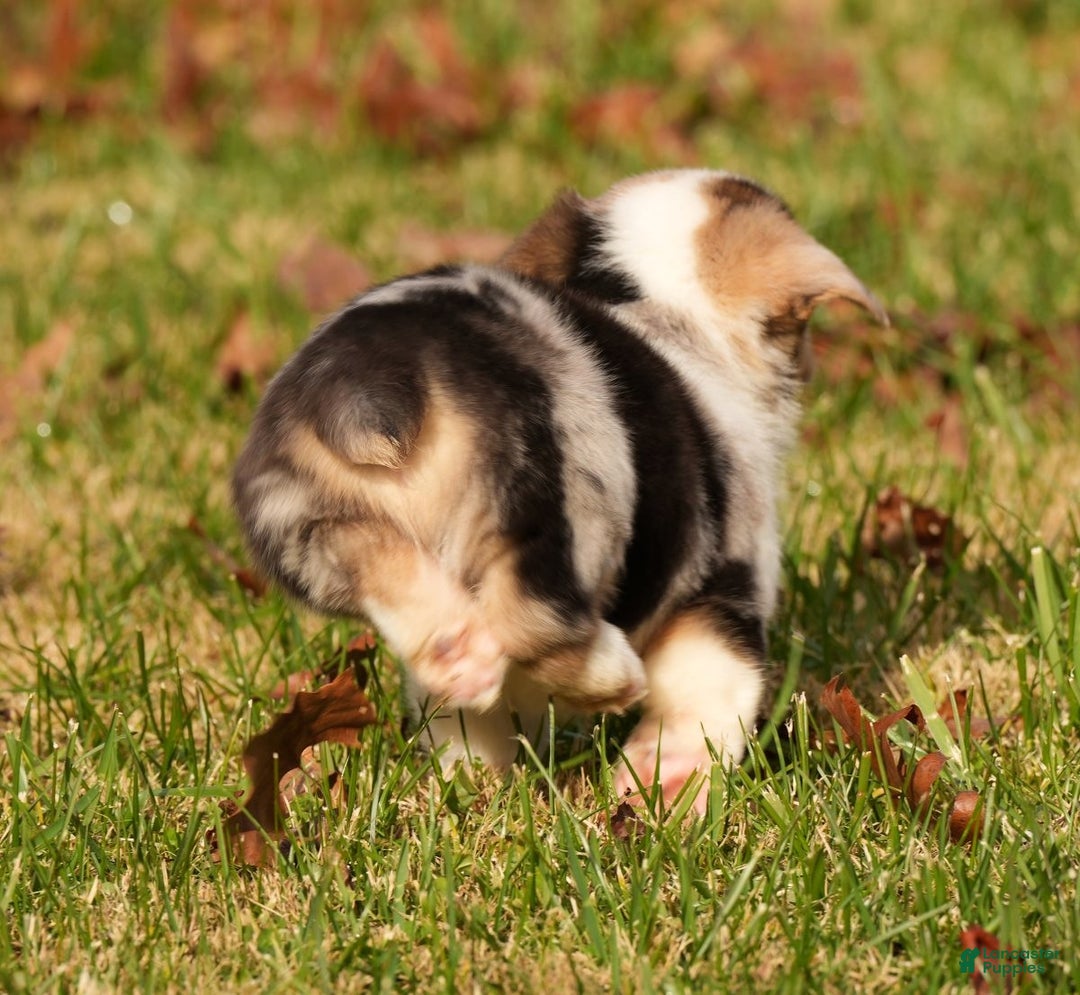 Welsh Corgi Pembroke dogs for sale: Clyde - Ad 9