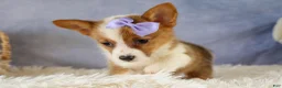 Welsh Corgi Pembroke dogs for sale: Yo-Yo 💕 - Ad 6