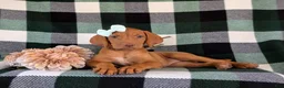 Vizsla dogs for sale: Allyce - Ad 6