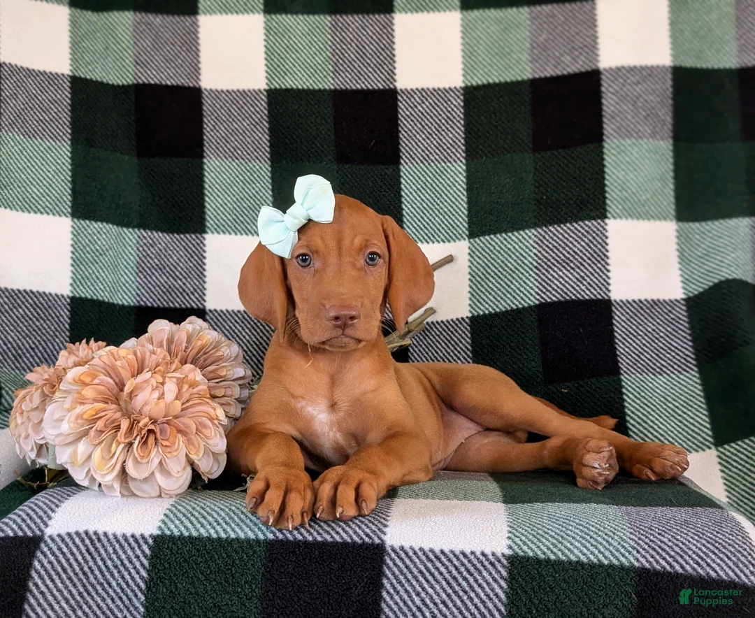 Vizsla dogs for sale: Allyce - Ad 6