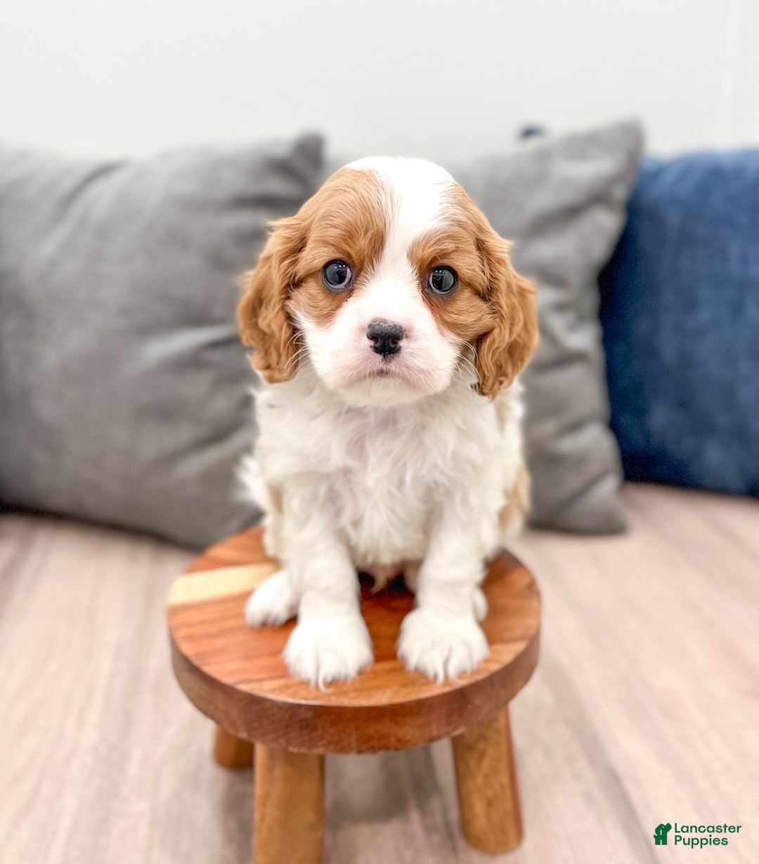 Cavalier King Charles Spaniel dogs for sale: Cooper - Ad 2