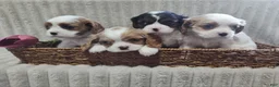 Cavalier King Charles Spaniel dogs for sale: Titus  - Ad 7