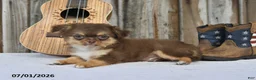 Chihuahua dogs for sale: Sprout - Ad 2