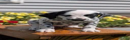 Dalmatian dogs for sale: Willow  - Ad 3