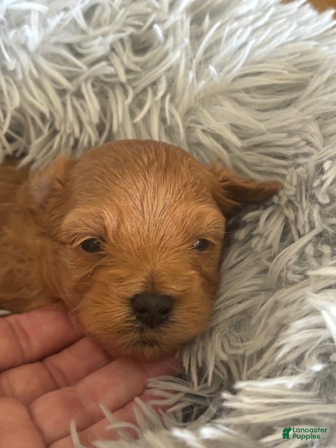 Maltipoo dogs Alex - Ad 5