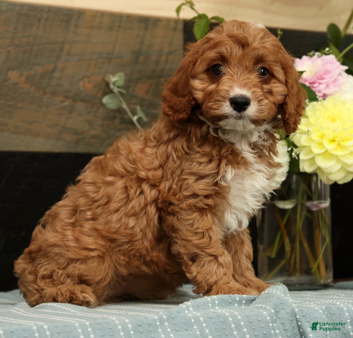 Cavapoo dogs Fern - Ad 1