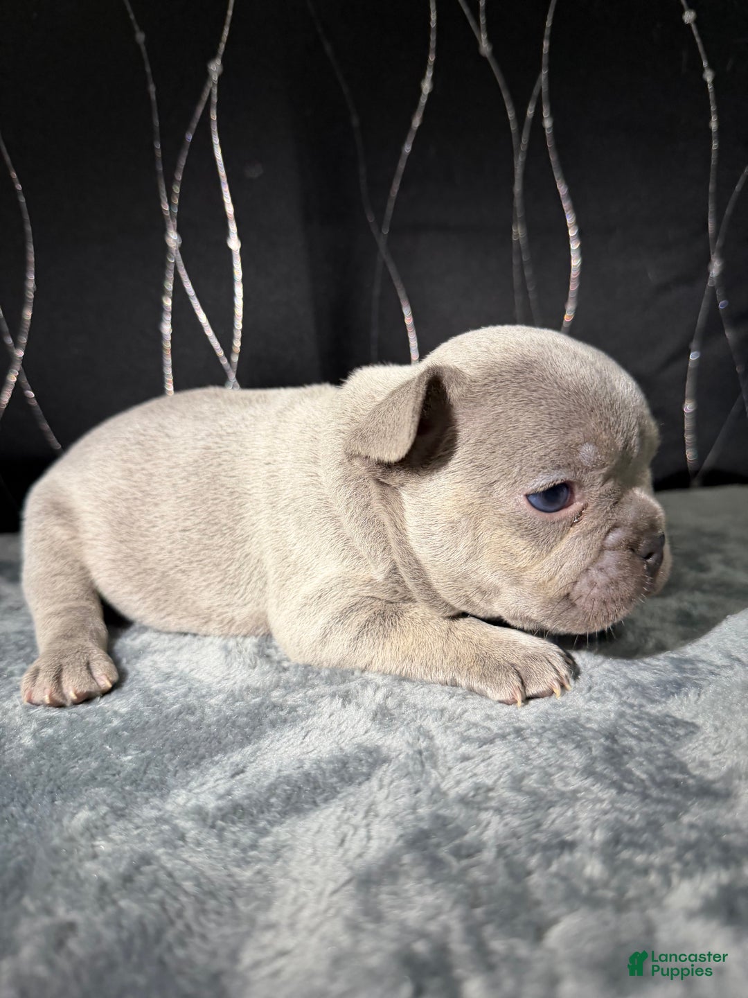 French Bulldog dogs for sale: PHILLY  - Ad 4