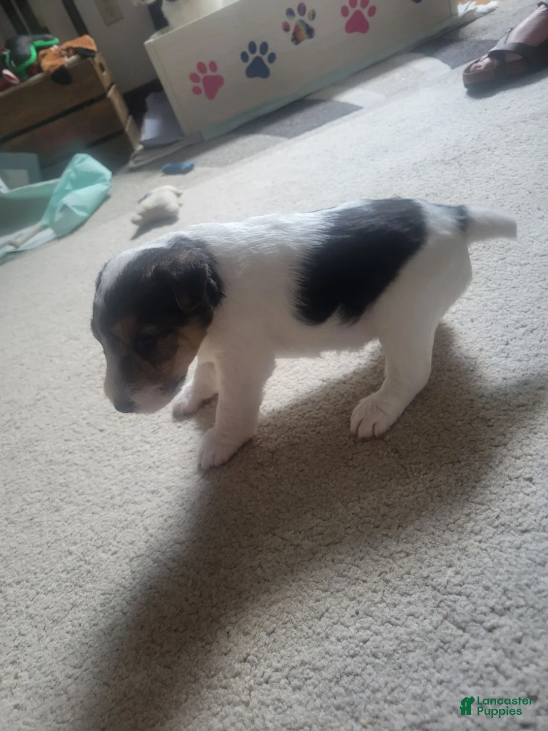Wire Fox Terrier dogs for sale: Wire Fox Terrier 3 - Ad 2