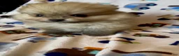 Pomeranian dogs for sale: Gelato - Ad 8
