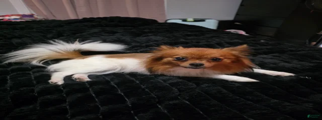 Nova